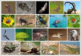It followed the extinction of two other black rhino subspecies staycation nation: Wildlife Of Israel Wikipedia