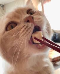Cats 2020 Sevimli Kediler Guzel Kediler Komik