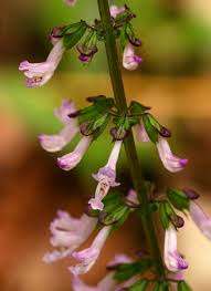 Image result for Orthosiphon thymiflorus