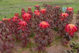 So striking, it can be planted as a specimen plant. Amaranthus Tricolor Fountain Plant Joseph S Coat North Carolina Extension Gardener Plant Toolbox
