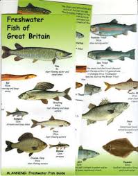 Freshwater Fish Of Great Britain By Anning An Illustrated Fold Out Guide To The Coastal Fishes Of Britain From The Calypso Online Fish Bookshop