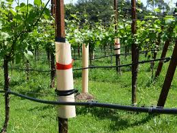 Image result for graft grape vines