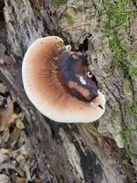 Image result for Ischnoderma resinosum