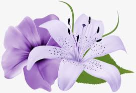 Purple Flower Flower Purple Flowers Png Image Lily Flower Flower Clipart Purple Lily
