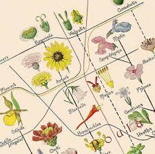 Edith Clements Flower Chart 1918 Edwardian Antique Botanical Lithograph