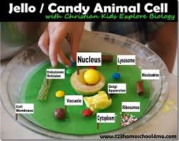 Check spelling or type a new query. Edible Jello Cell Model Project For Kids Animal Cell Science Cells Cells Project