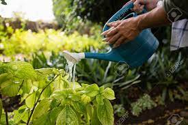 It can be hard to determine how much water your garden is getting. Mid Section Of Couple Watering Plants With Watering Can In Garden Stock Photo Picture And Royalty Free Image Image 82659149