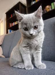 RÃ©sultat de recherche d'images pour "100 chats appartement"