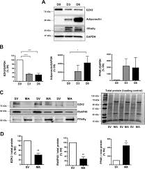 Ah koye ha chow & co. Enhancer Of Zeste Homolog 2 Ezh2 Regulates Adipocyte Lipid Metabolism Independent Of Adipogenic Differentiation Role Of Apolipoprotein E Journal Of Biological Chemistry