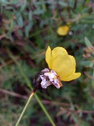 Image result for Xyris