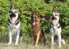 Unterschied Zwischen Osteuropaischen Und Osteuropaische Schaferhunde Aleant Facebook