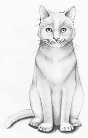 Litter is automatically sifted after each use, depositing clumps into the lined drawer beneath, while the clean litter empties back into the main chamber, ready to be used again. How To Draw A Realistic Cat Step By Step Udemy Blog