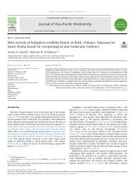 Image result for Microcharis latifolia