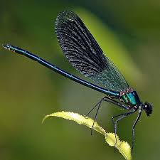 Libellule Du Vendredi Libellule Art De Libellule Dessin Libellule