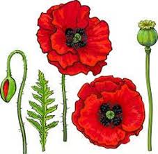 100 Flanders Poppy Seeds Bulk Seeds Prepper Flower Garden Etsy In 2020 Poppy Flower Drawing Poppy Flower Art Flower Drawing