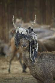 A Deer With A Dead Bird Impaled On It S Antlers Animals Wild Rare Animals Animals Beautiful