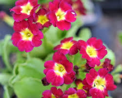 Image result for Primula x pubescens