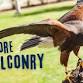 Explore Falconry event image