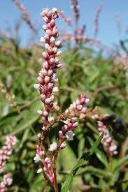 Image result for Persicaria hystricula