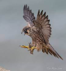 Images Of Uk Birds Of Prey In Flight Peregrine Falcon In Flight Birds Of Prey Peregrine Falcon Raptors Bird