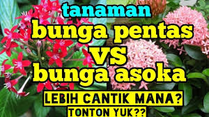 Hal ini dikarenakan bentuknya yang indah, warnanya menarik dan mempunyai aroma. Tanaman Bunga Pentas Vs Bunga Asoka Lebih Cantik Mana Youtube