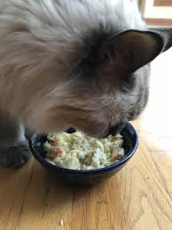 Contents the best dry cat food 1 rachael ray nutrish natural dry cat food the best dry cat foods are rich in protein and low in carbs yet provide sufficient amounts of. Nomnomnow Fresh Cat Food Review The Catnip Times