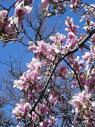 Emergent plants are rooted with stiff or firm stems and stand above the water surface, like cattails, but in some cases can be found submerged such as during a high water event. Recommended Tree Species