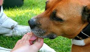 Why Do Dogs Lick Their Humans Feet