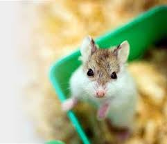 Hamster Kopek Egitimi Kopek Kedi