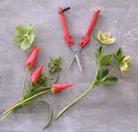Tools of the trade: 7 essential farmer-florist tools to snip ...
