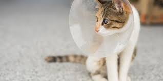 A neutered male cat cannot reproduce. How To Care For Your Cat After They Get Spayed Or Neutered