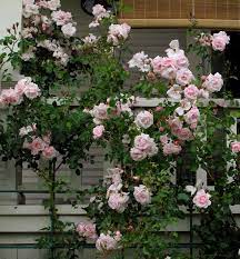 'new dawn' was named world's favorite rose i. New Dawn Rose Klassisch Garten Houzz
