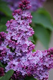 Lilacs Lilac Tree Beautiful Flowers Purple Flowers