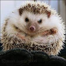 Pin By Lindsay Dexter On I Want A Zoo African Hedgehog Animals African Animals