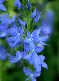 Image result for Veronica abyssinica