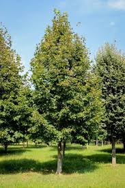 Image result for Erianthemum lindense