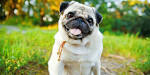 Pug Puppies for Sale - Next Day Pets