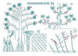 Image result for Dichaetanthera erici-rosenii