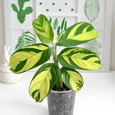 Image result for Ktenante Ctenanthe