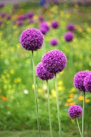 Allium Flowers Allium Flowers Flowers Allium