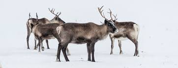 The prancing and pawing of each little hoof. Animal Of The Month 12 Facts About Reindeer Oupblog