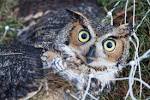 Barred Owl