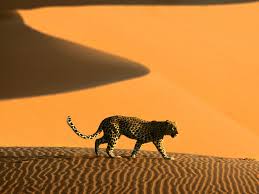 Desert Leopard Stunning Namibian Fantasy Landscapes Desert Animals Namib Desert Namibia