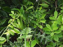 Image result for Acanthus montanus