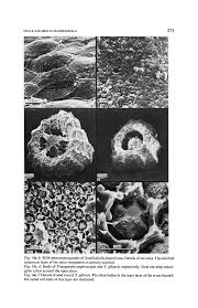 Image result for Stanfieldiella imperforata