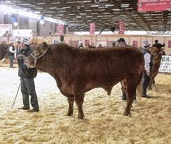 Google Profiles Cattle Breeds Breeds Of Cows