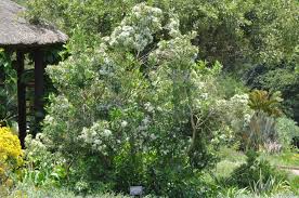 Image result for Pavetta uniflora