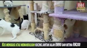 Vaksin kucing sangat penting diberikan untuk menjaga kesehatan kekebalan tubuh hewan peliharaan ini. Belai Kucing Jalanan Sama Seperti Haiwan Peliharaan