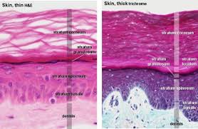 Integumentary System And Bone Histology Lab Pcc Sylvania Flashcards Quizlet