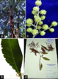 Image result for Conocarpus erectus